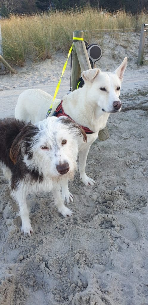 Blanka und Bicho Will – Hund zu Gast in einer Ferienwohnung in Binz
