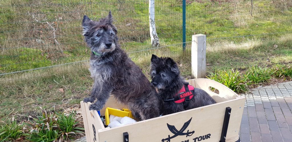 Kimba & Jette – Hund zu Gast in einer Ferienwohnung in Binz