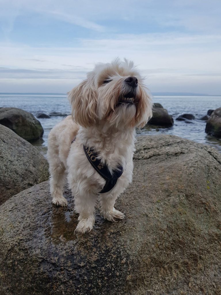 Gismo – Hund zu Gast in einer Ferienwohnung in Binz