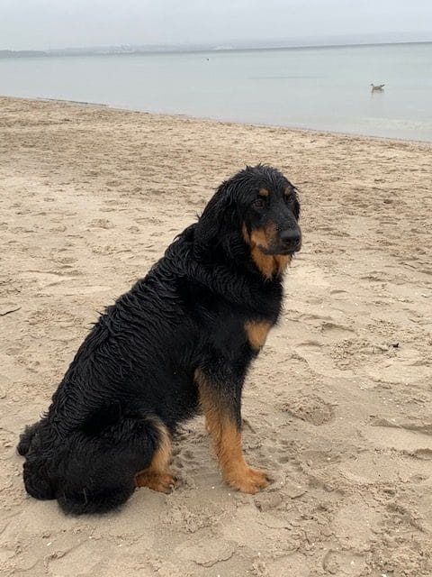 Clara – Hund zu Gast in einer Ferienwohnung in Binz