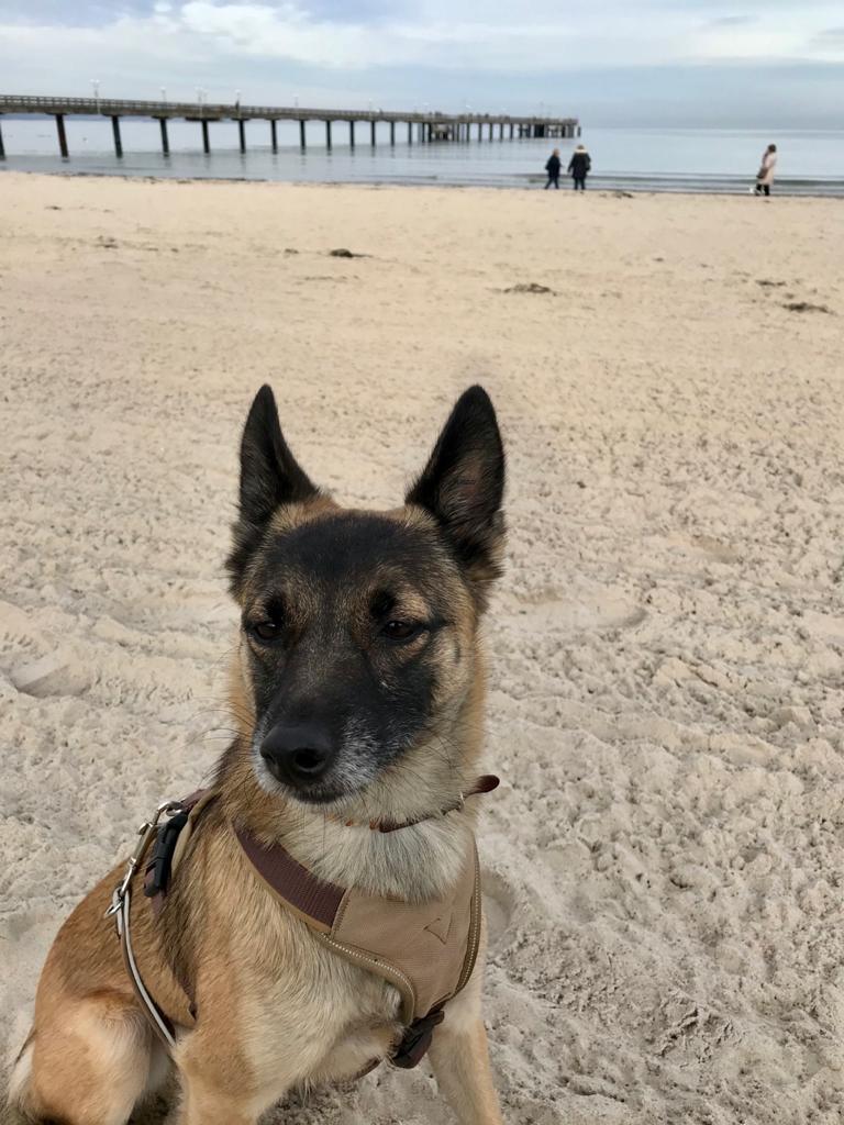 Lisa – Hund zu Gast in einer Ferienwohnung in Binz