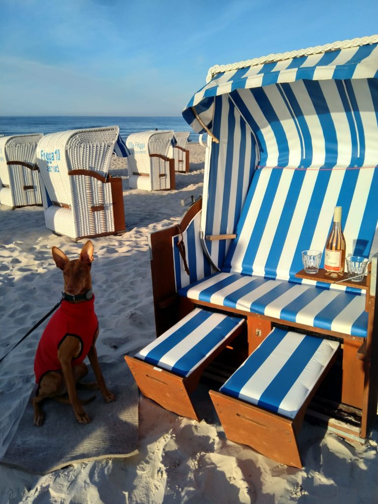 Brittany – Hund zu Gast in einer Ferienwohnung in Binz