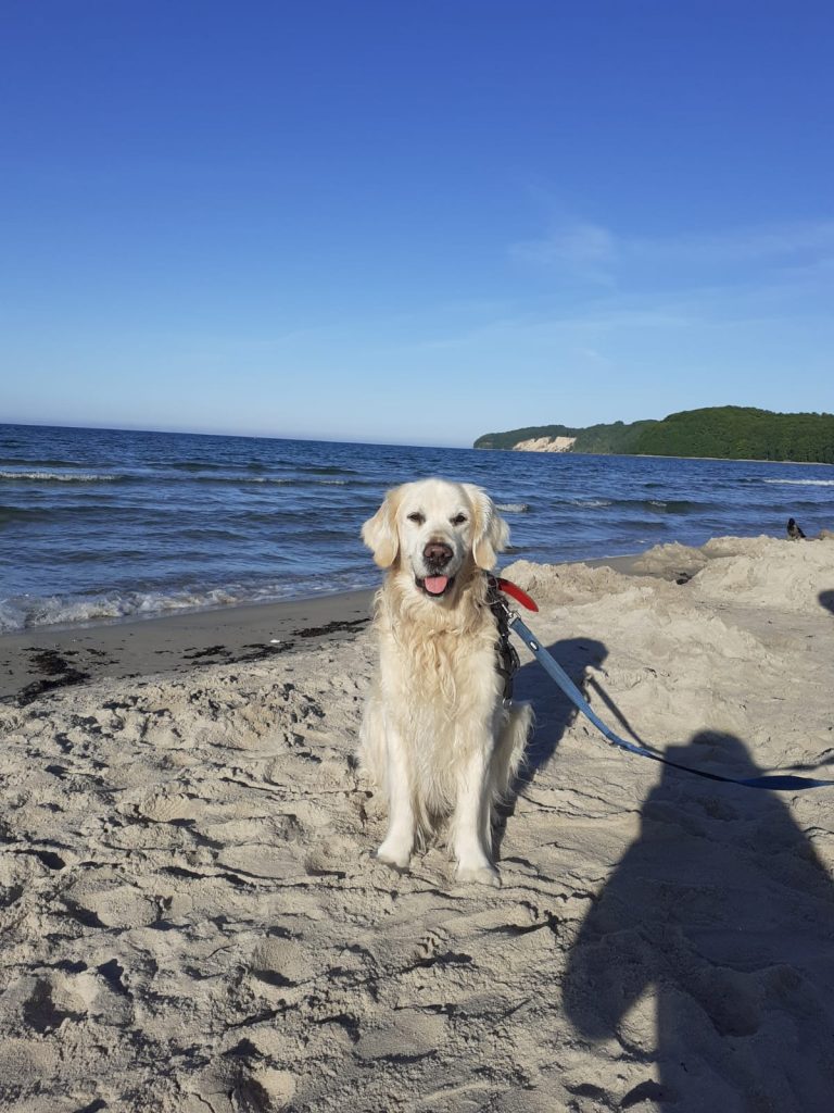 Sam – Hund zu Gast in einer Ferienwohnung in Binz