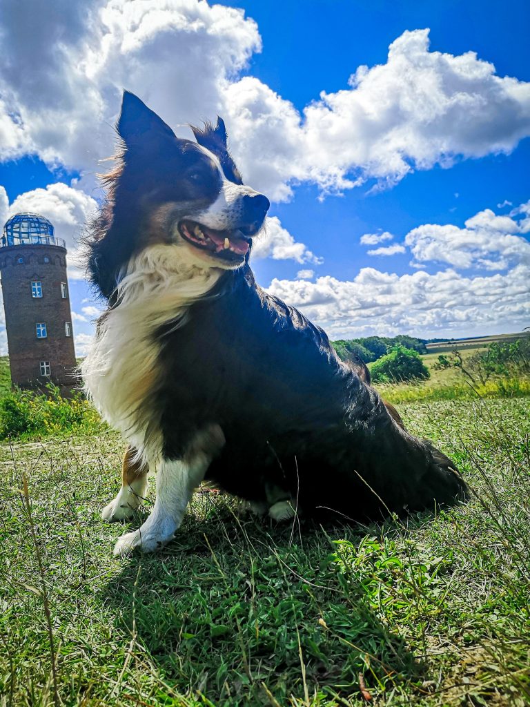 Finn – Hund zu Gast in einer Ferienwohnung in Binz