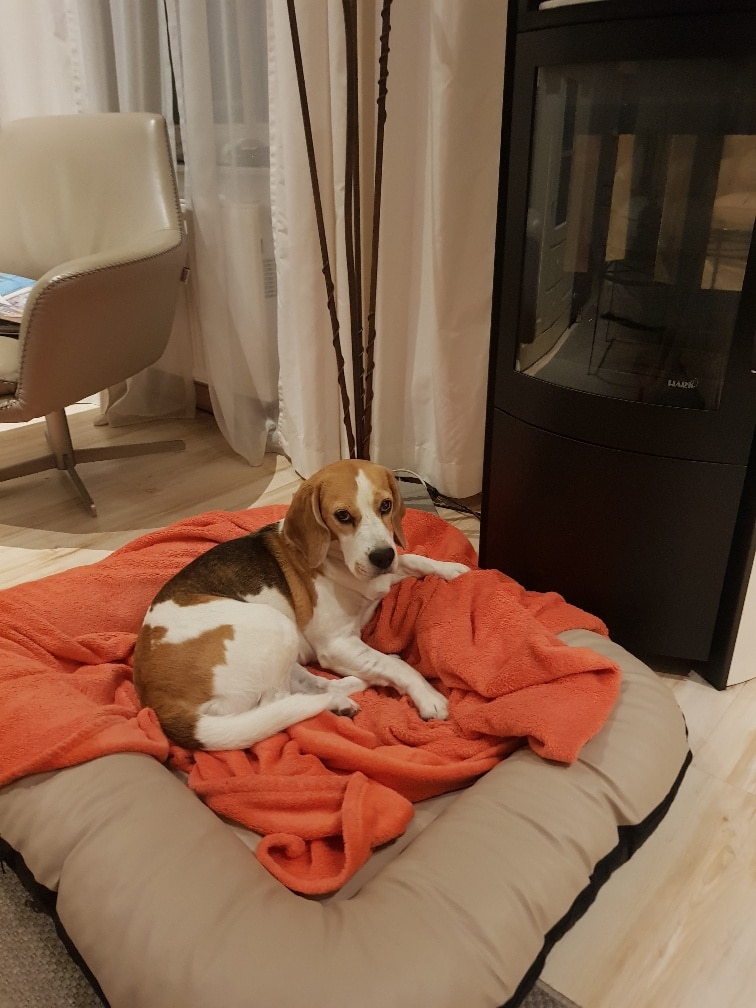 Naughty – Hund zu Gast in einer Ferienwohnung in Binz