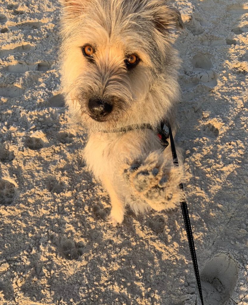 Jody – Hund zu Gast in einer Ferienwohnung in Binz