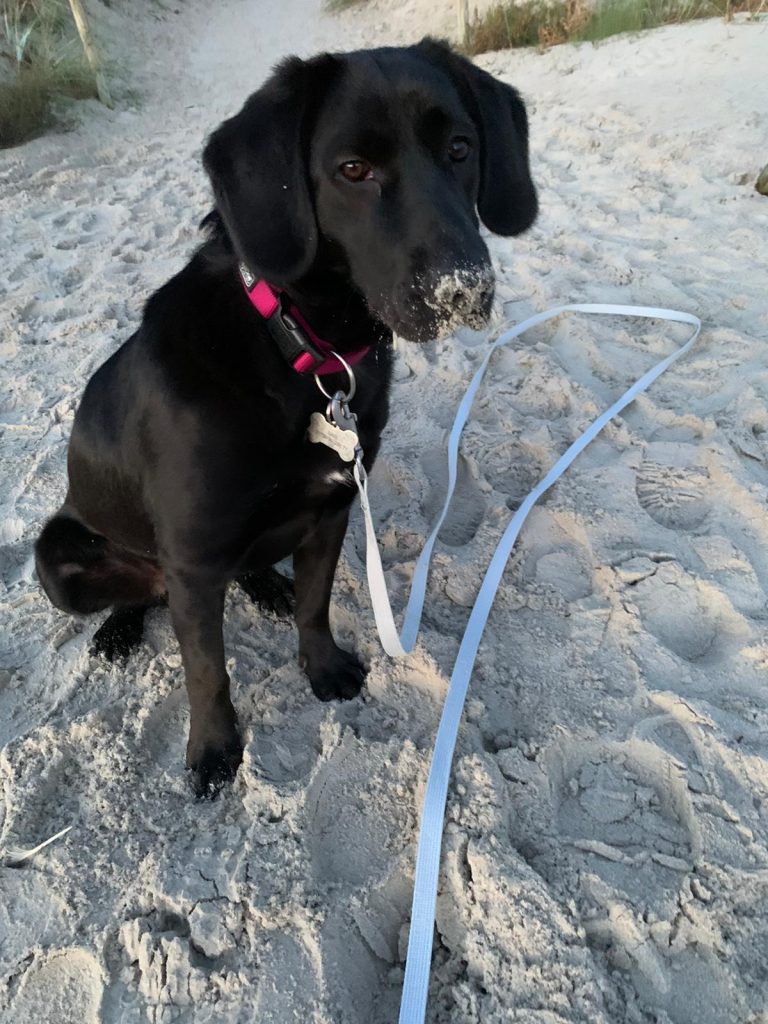 Sari – Hund zu Gast in einer Ferienwohnung in Binz