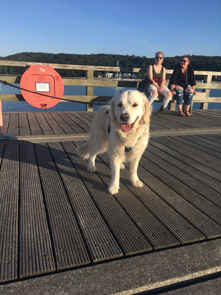 Toller Famileinurlaub mit 2 Kindern und Hund – Hund zu Gast in einer Ferienwohnung in Binz