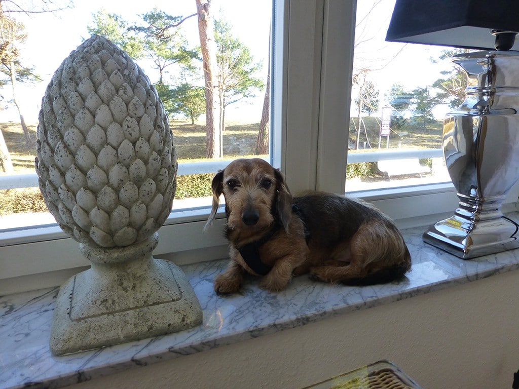 Filou – Hund zu Gast in einer Ferienwohnung in Binz