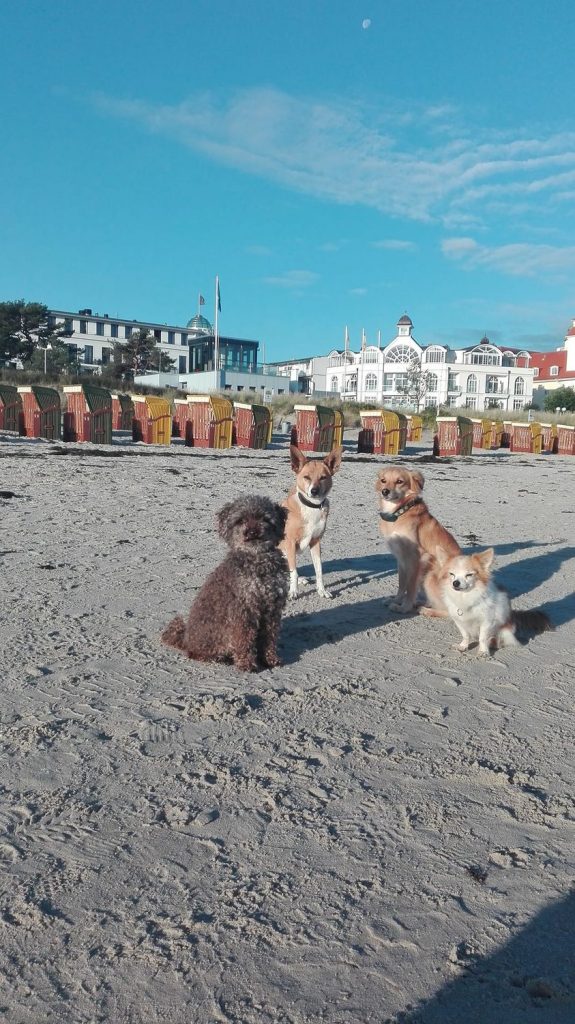 Wir haben einen sehr geruhsamen Urlaub verbracht – Hund zu Gast in einer Ferienwohnung in Binz