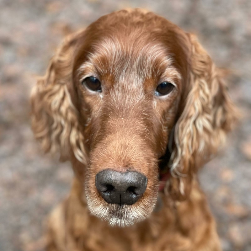 Lucy – Hund zu Gast in einer Ferienwohnung in Binz