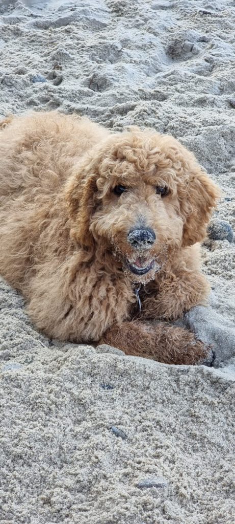 Curly Geiger – Hund zu Gast in einer Ferienwohnung in Binz