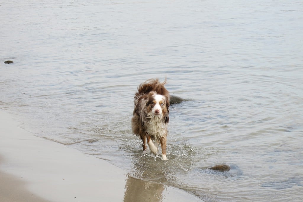 Rocky – Hund zu Gast in einer Ferienwohnung in Binz
