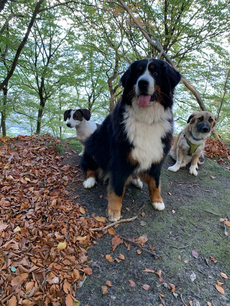 Der „Korfmacher-Clan“ – Hund zu Gast in einer Ferienwohnung in Binz