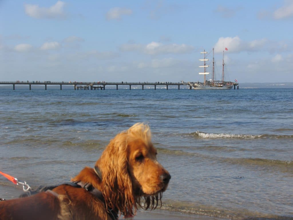 Barney – Hund zu Gast in einer Ferienwohnung in Binz