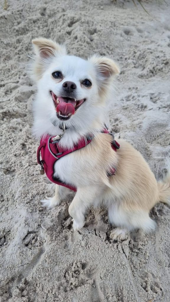 Maja – Hund zu Gast in einer Ferienwohnung in Binz