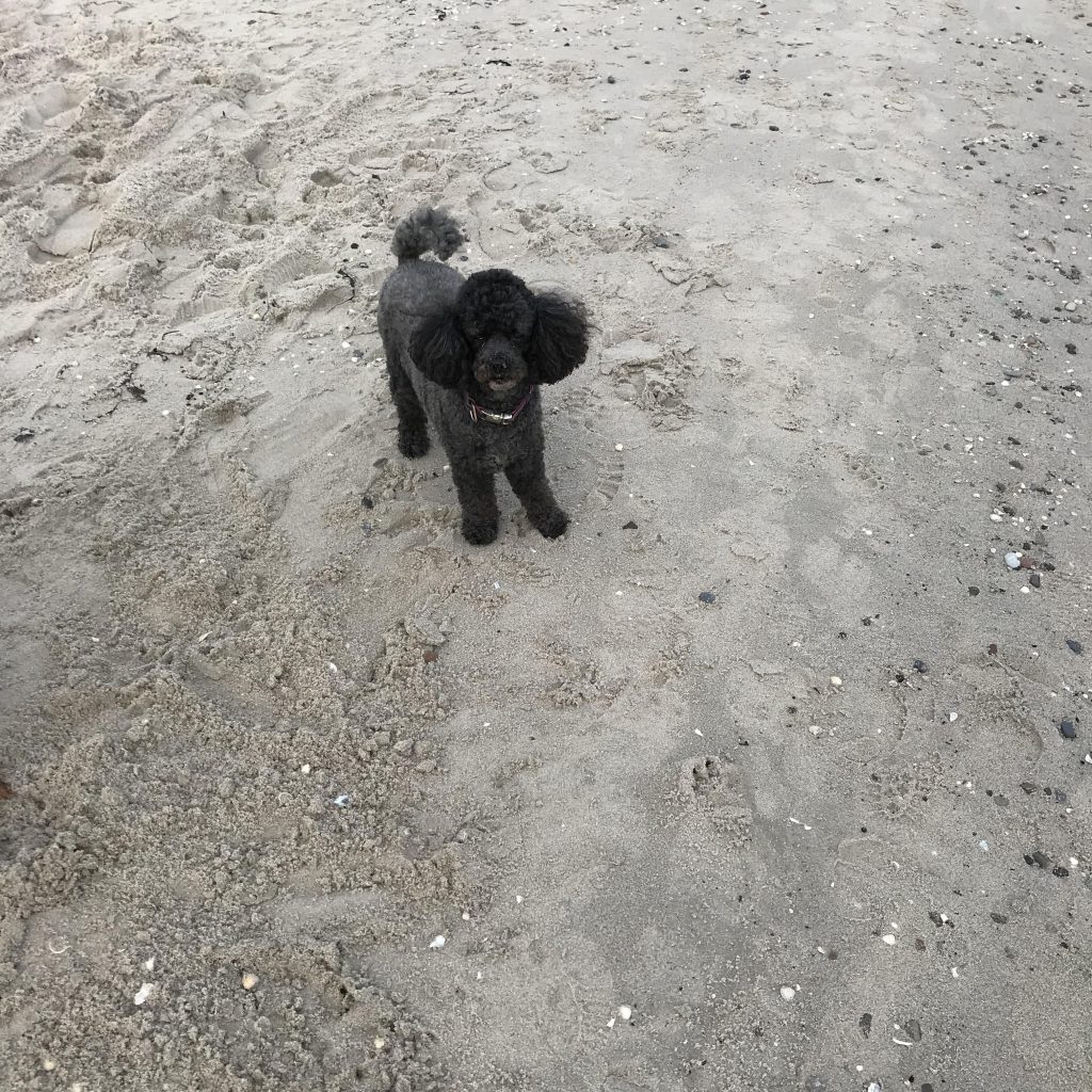Cherie – Hund zu Gast in einer Ferienwohnung in Binz