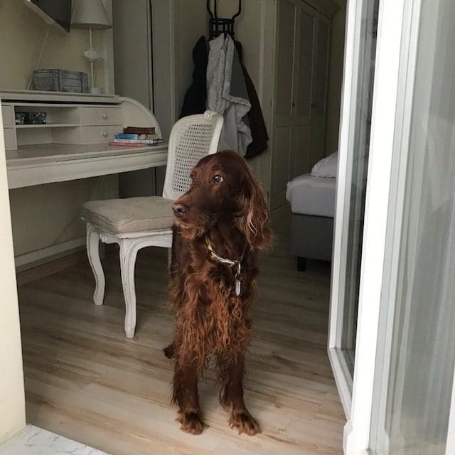 Grace – Hund zu Gast in einer Ferienwohnung in Binz