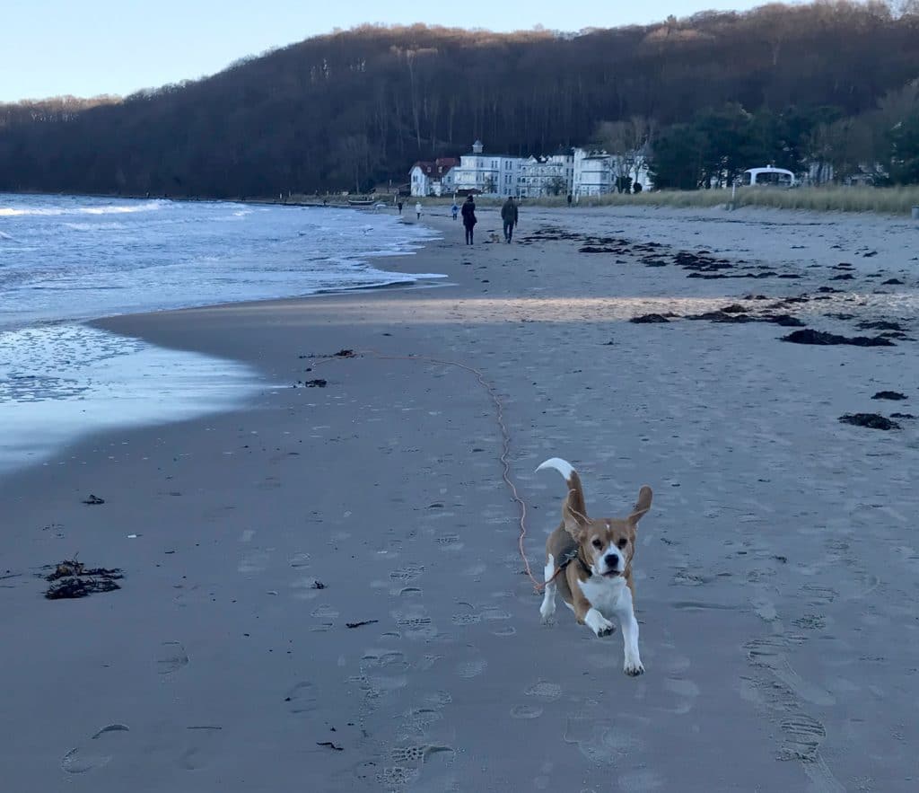 Trudi Sommer – Hund zu Gast in einer Ferienwohnung in Binz