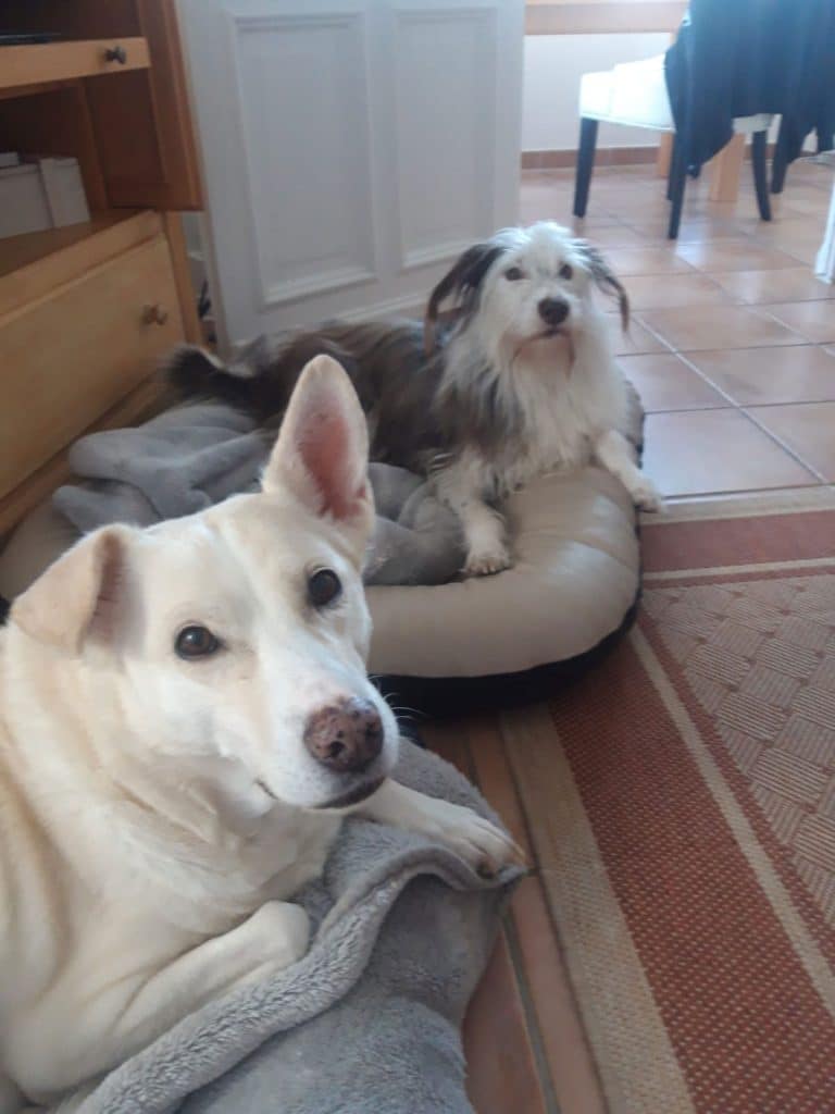 Blanca &bitcho Will – Hund zu Gast in einer Ferienwohnung in Binz