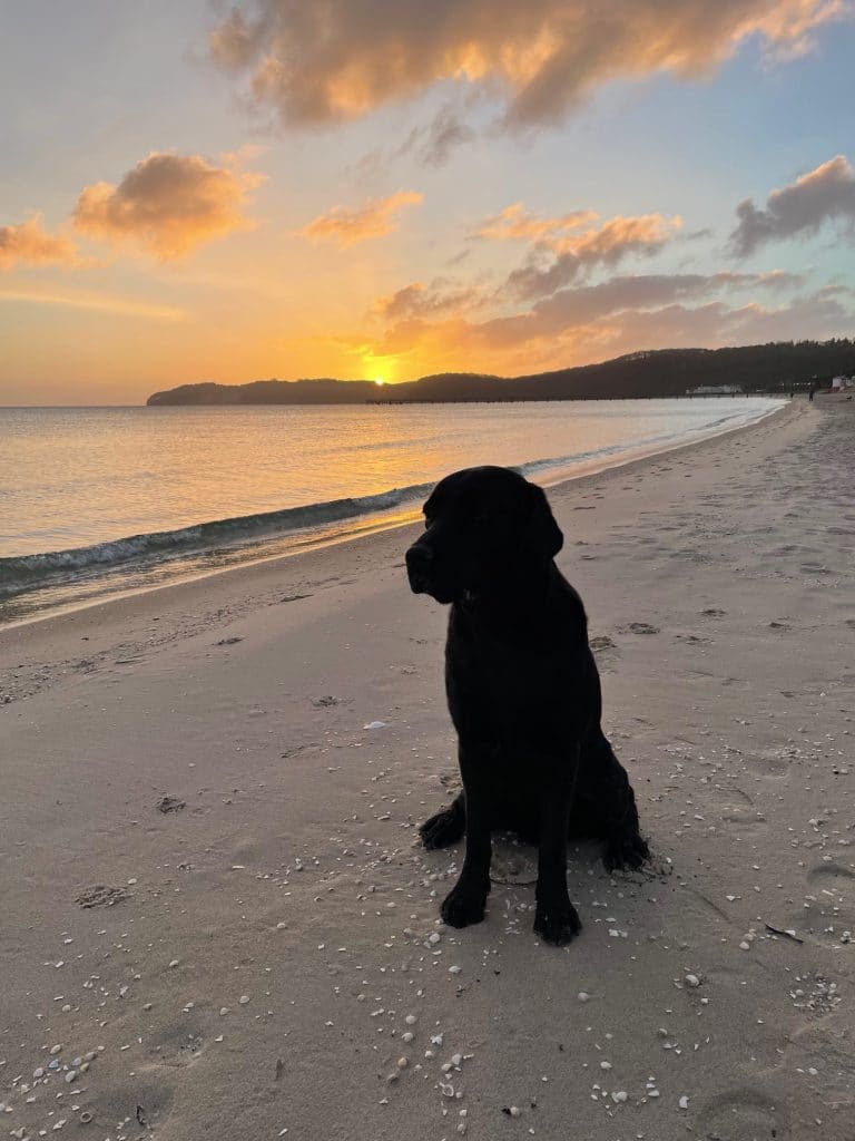 Vito – Hund zu Gast in einer Ferienwohnung in Binz