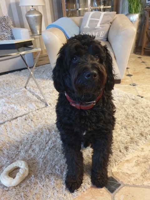 Emil – Hund zu Gast in einer Ferienwohnung in Binz