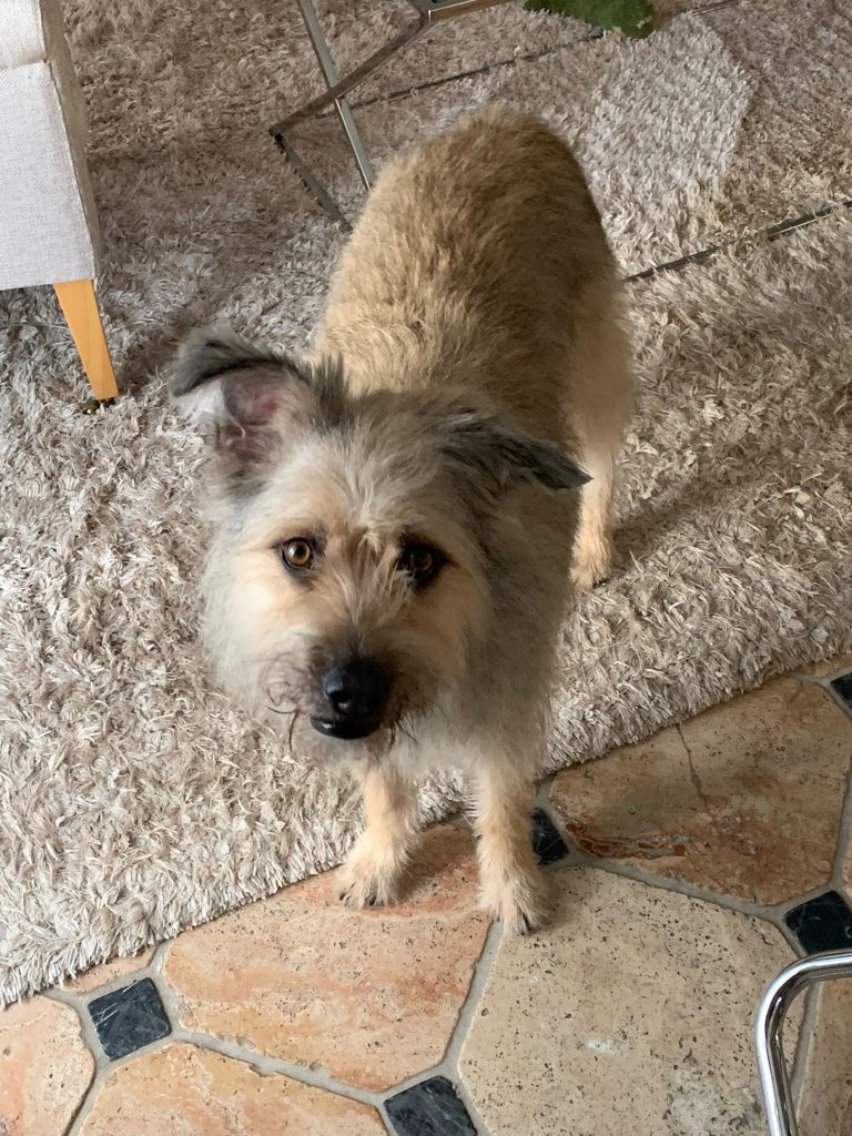 JODY – Hund zu Gast in einer Ferienwohnung in Binz