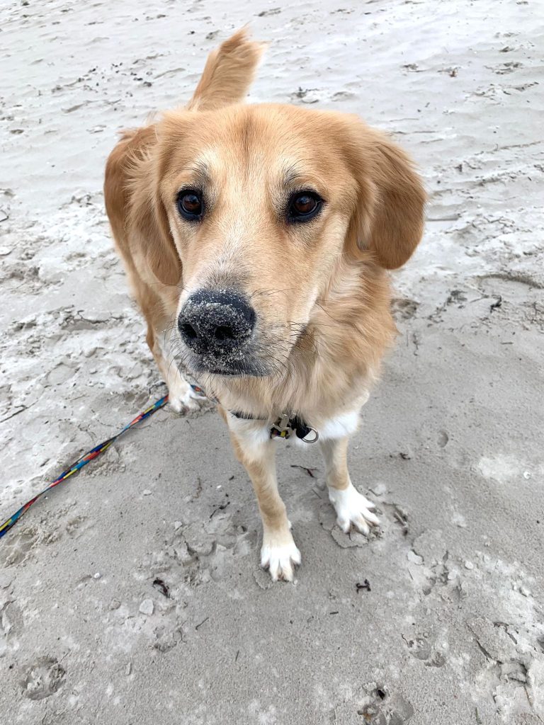 Monty – Hund zu Gast in einer Ferienwohnung in Binz