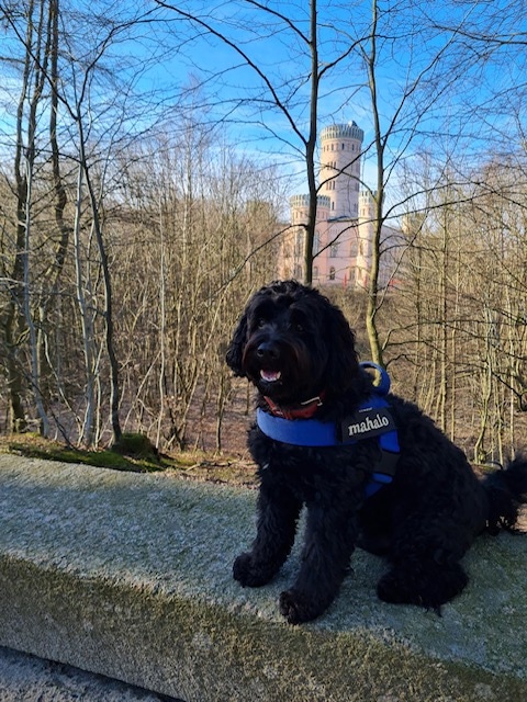 Emil – Hund zu Gast in einer Ferienwohnung in Binz