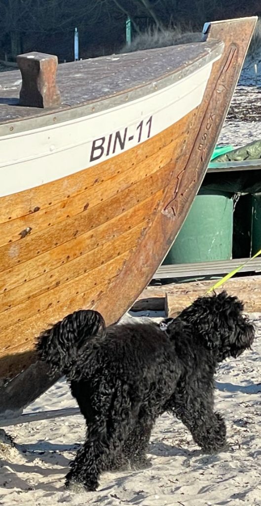 Yumi – Hund zu Gast in einer Ferienwohnung in Binz