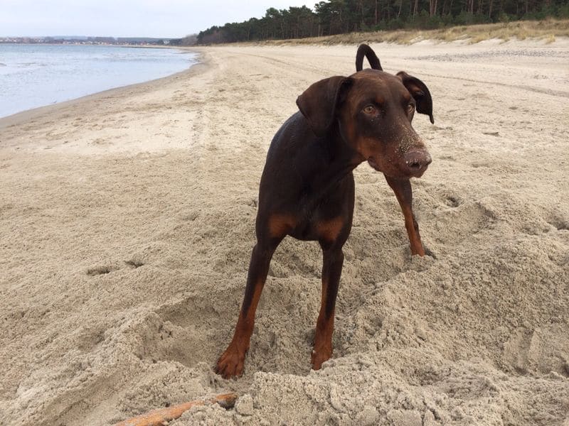 Sally – Hund zu Gast in einer Ferienwohnung in Binz