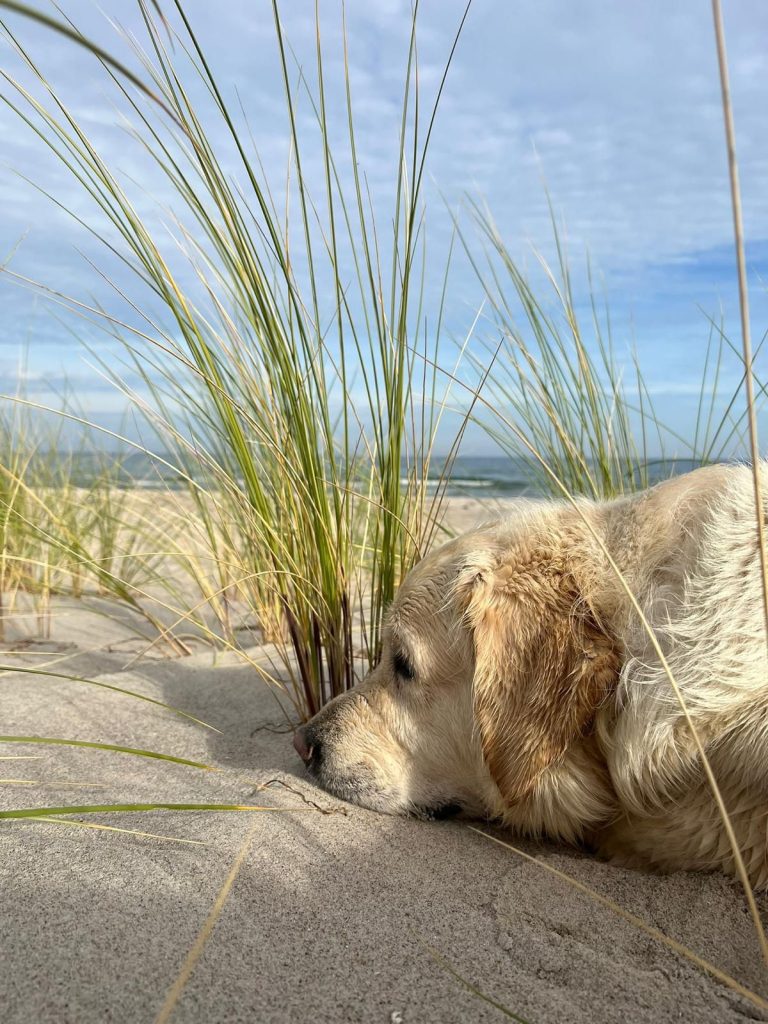 LIZZY – Hund zu Gast in einer Ferienwohnung in Binz