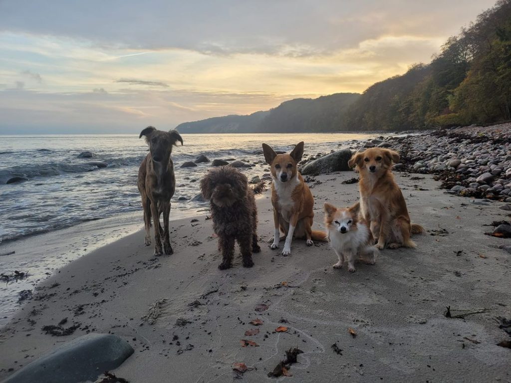 The Birkenbeuls – Hund zu Gast in einer Ferienwohnung in Binz