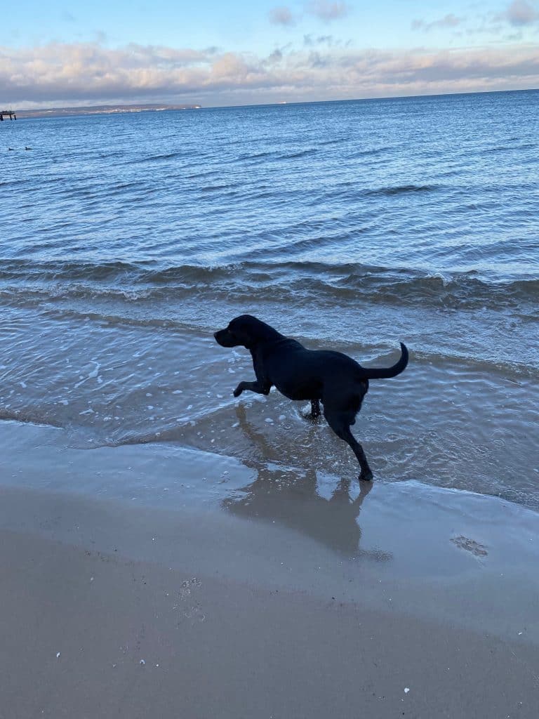 Emil – Hund zu Gast in einer Ferienwohnung in Binz