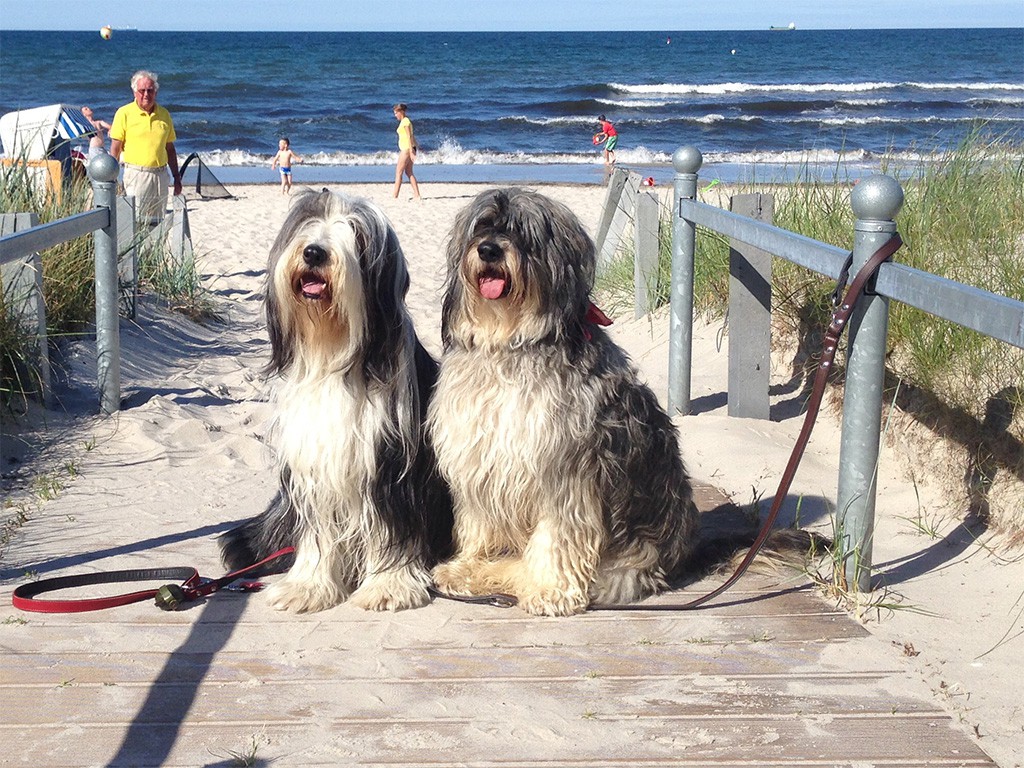 Sugar & Umba – Hund zu Gast in einer Ferienwohnung in Binz