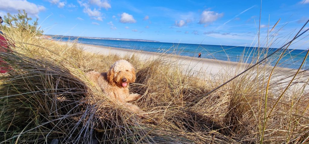Curly – Hund zu Gast in einer Ferienwohnung in Binz