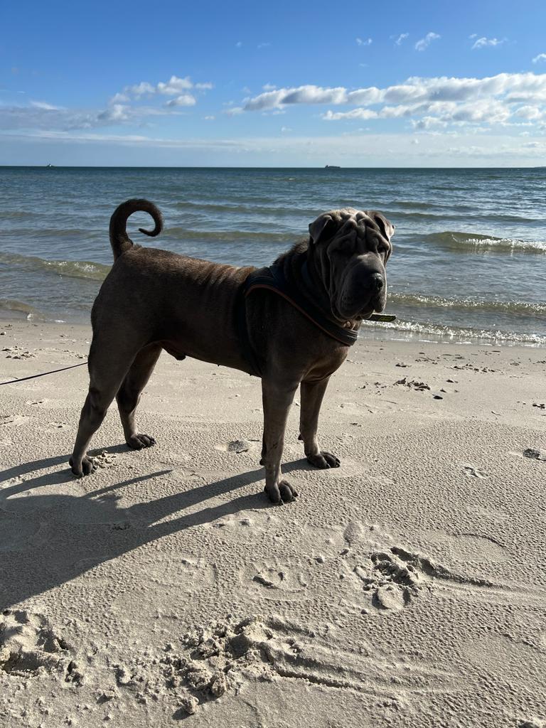 Peanut – Hund zu Gast in einer Ferienwohnung in Binz