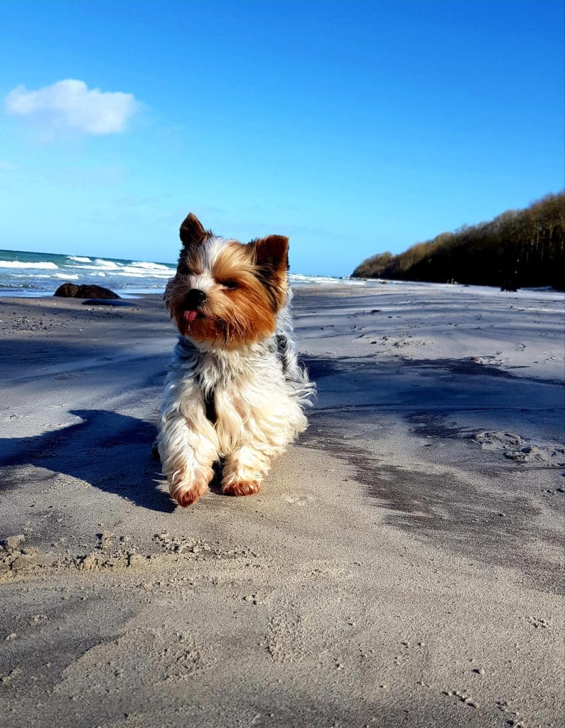 Caspar – Hund zu Gast in einer Ferienwohnung in Binz