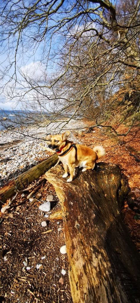 Pina – Hund zu Gast in einer Ferienwohnung in Binz