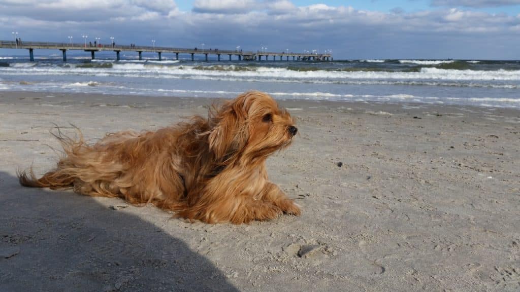 Loki – Hund zu Gast in einer Ferienwohnung in Binz