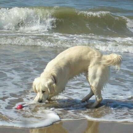 Schiller – Hund zu Gast in einer Ferienwohnung in Binz
