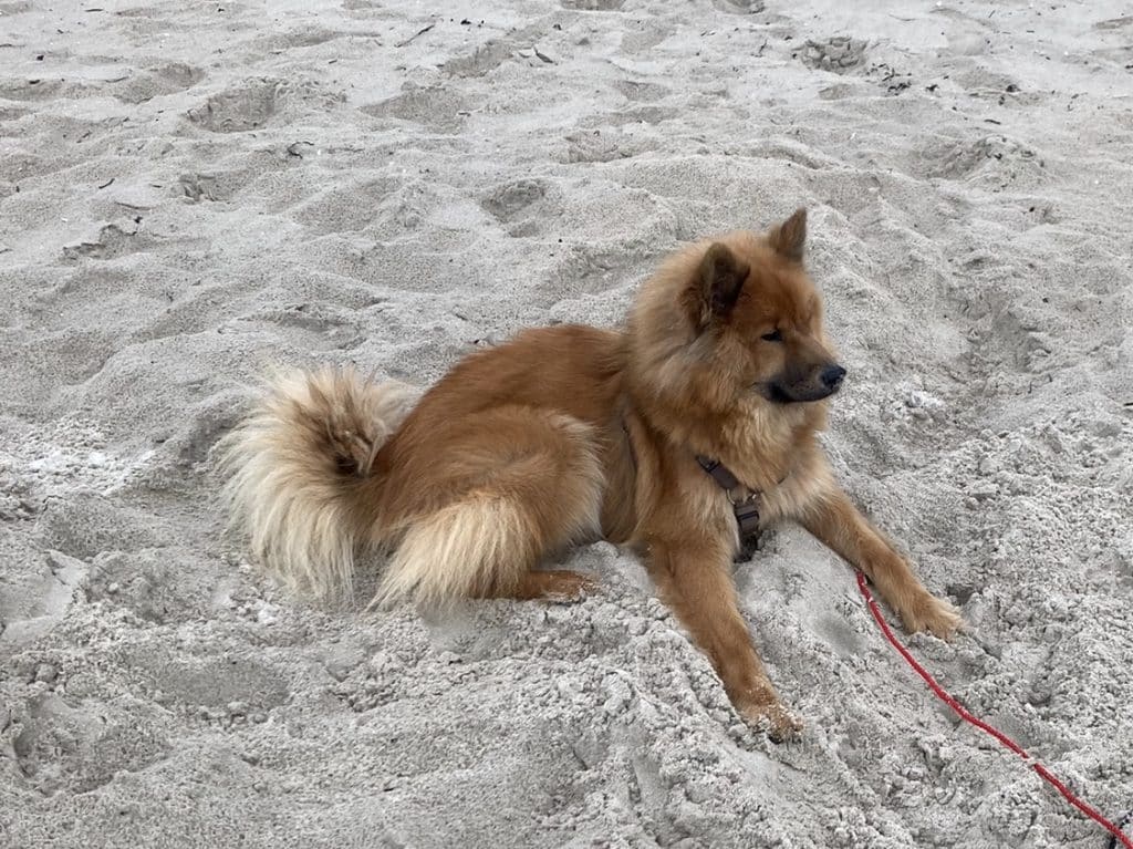 Onni – Hund zu Gast in einer Ferienwohnung in Binz