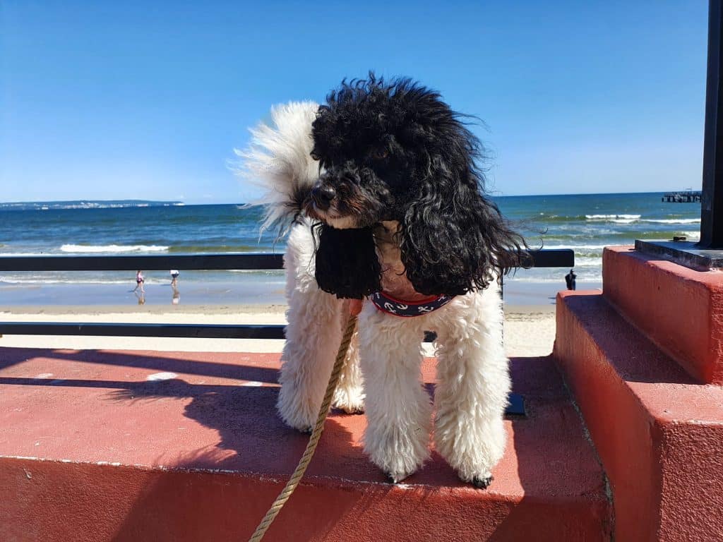 Sina – Hund zu Gast in einer Ferienwohnung in Binz