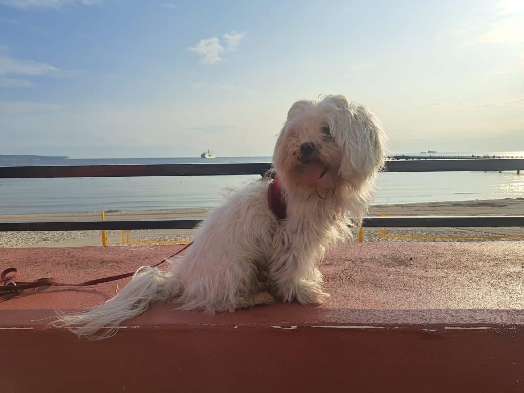 Chucky – Hund zu Gast in einer Ferienwohnung in Binz