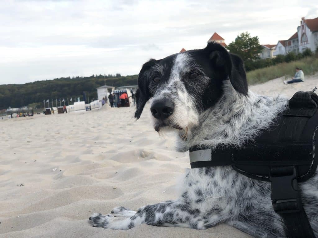 Alik – Hund zu Gast in einer Ferienwohnung in Binz