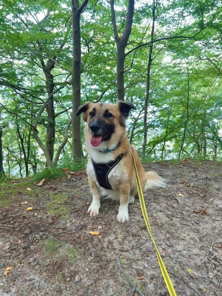 Louie – Hund zu Gast in einer Ferienwohnung in Binz