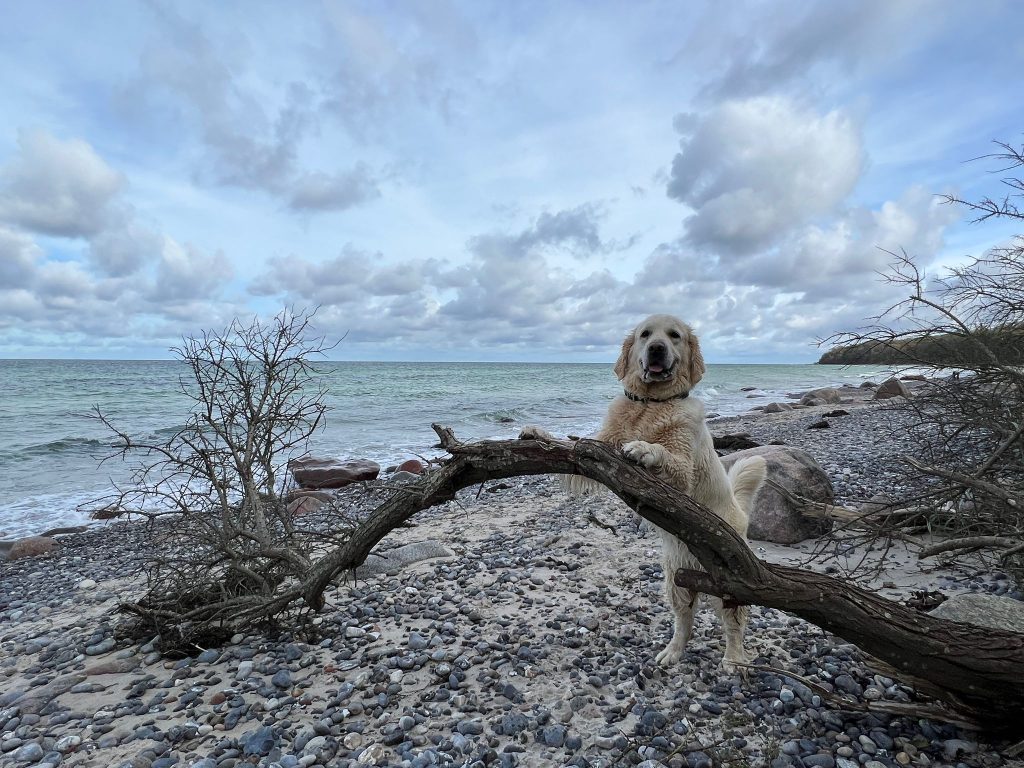 Lizzy – Hund zu Gast in einer Ferienwohnung in Binz