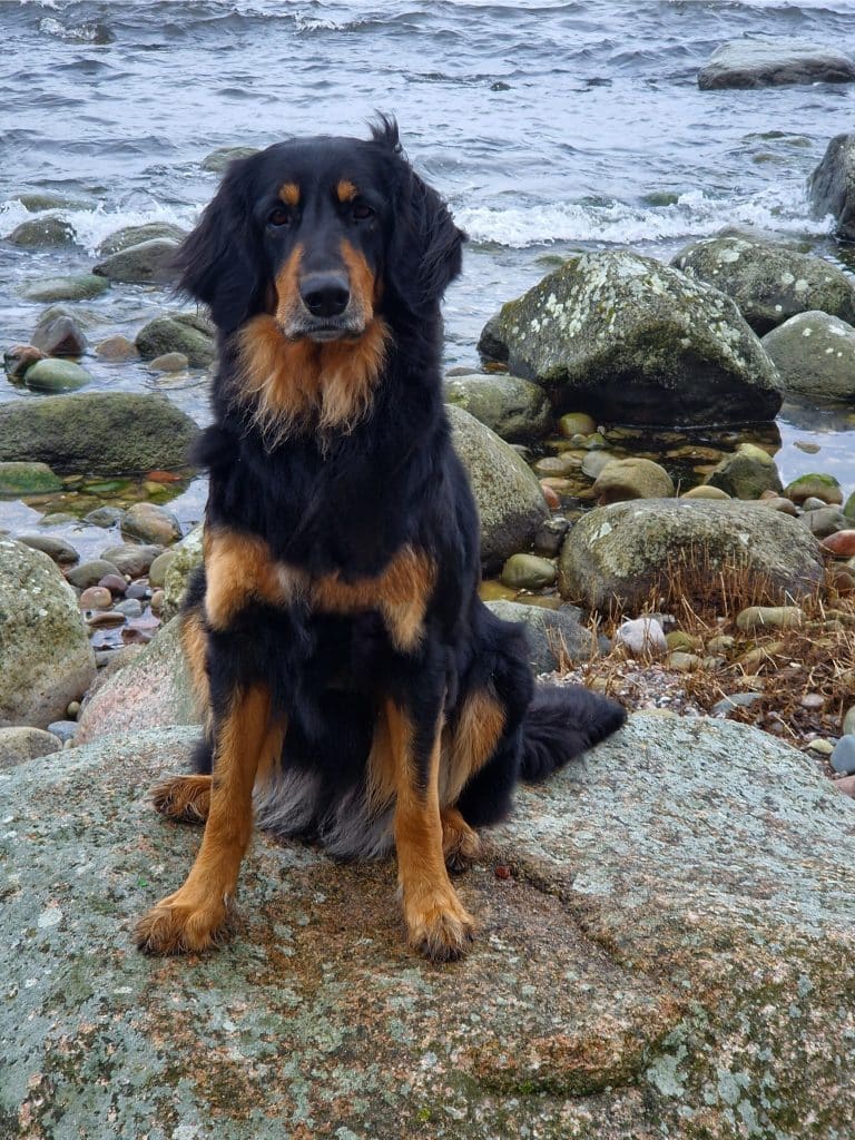 Ebba – Hund zu Gast in einer Ferienwohnung in Binz