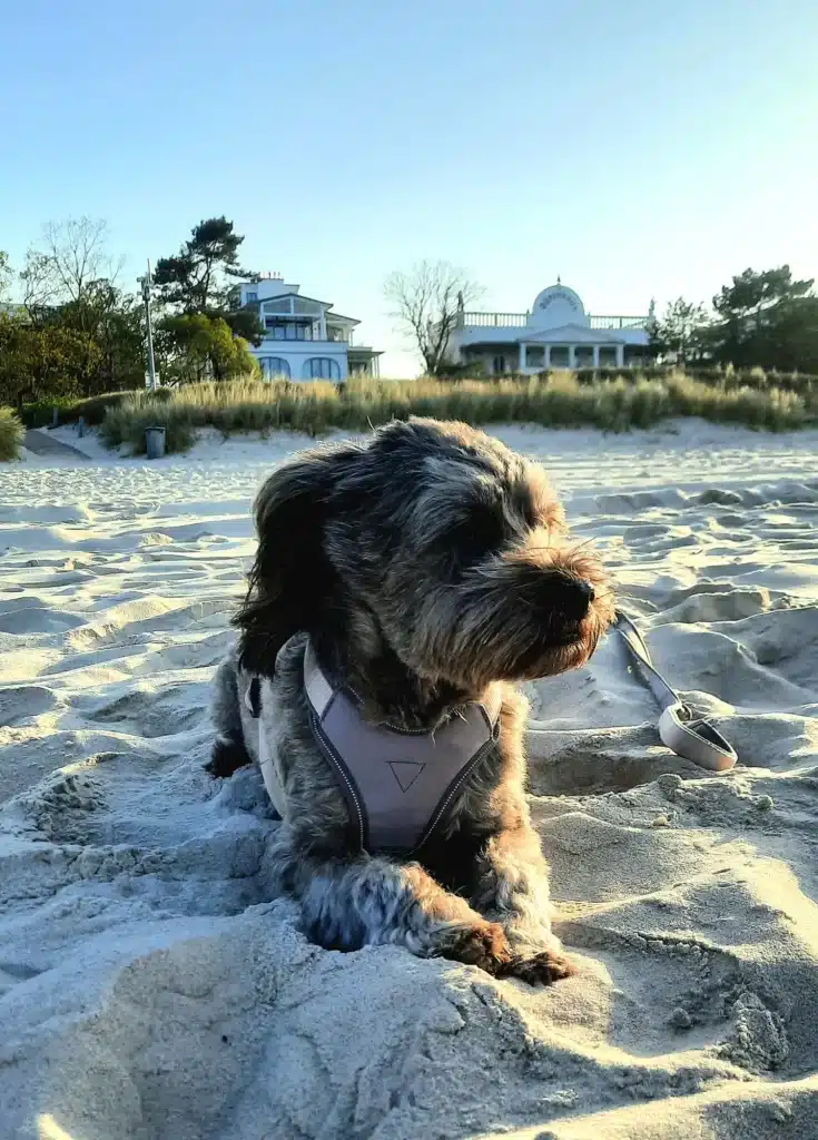 Lisa und Gizmo – Hund zu Gast in einer Ferienwohnung in Binz