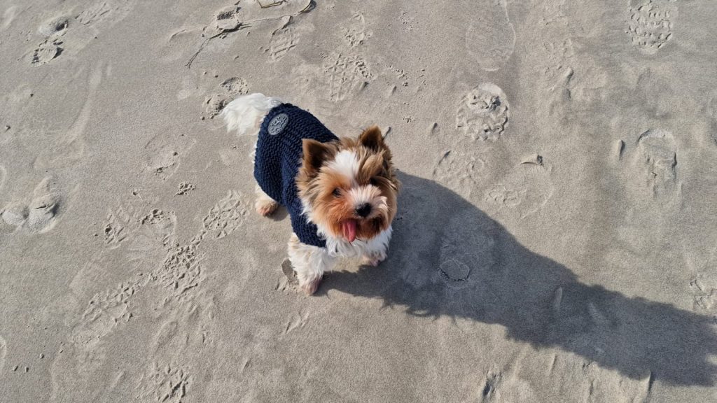 Caspar Harnisch – Hund zu Gast in einer Ferienwohnung in Binz